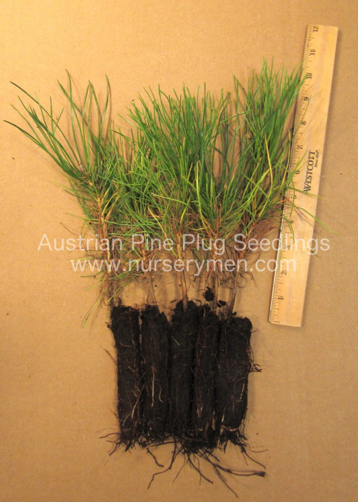 Austrian Pine Plug Seedlings Evergreen Trees For Sale